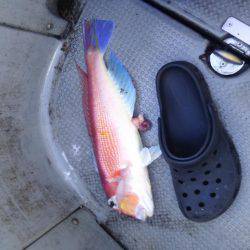 シロイカ激シブ